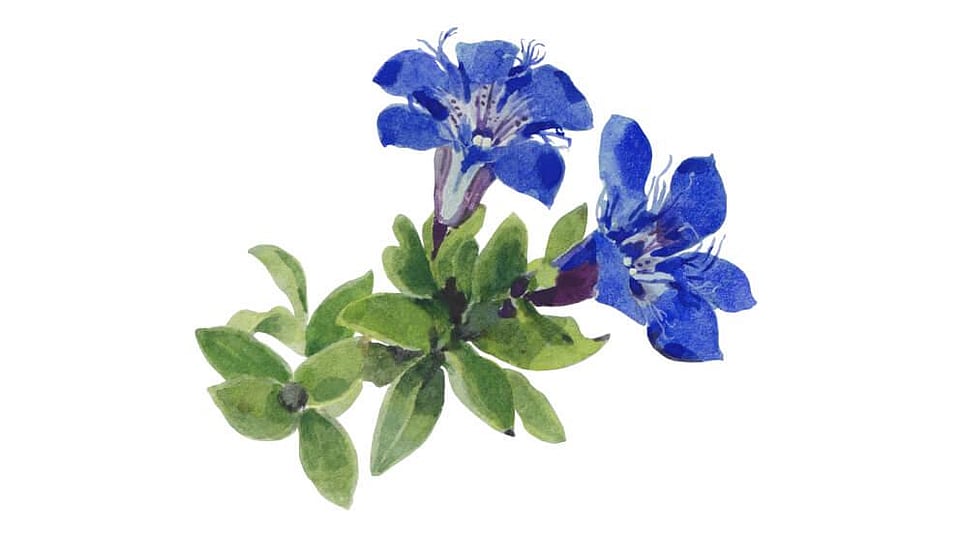 Gentiana Septemfida Flower/Leaf/Stem Extract