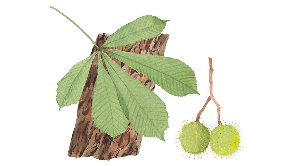 Эскулин — сырьё для косметики Weleda